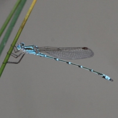 Austrolestes aridus (Inland Ringtail) at Symonston, ACT - 11 Nov 2016 by HarveyPerkins