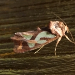 Cosmodes elegans (Green Blotched Moth) at O'Connor, ACT - 12 Nov 2016 by ibaird