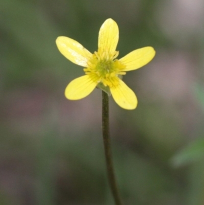 Ranunculus plebeius at Namadgi National Park - 12 Nov 2016 by HarveyPerkins