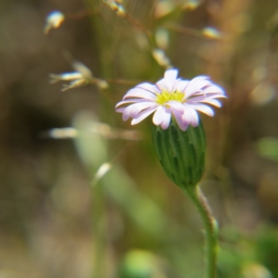 Vittadinia muelleri (Narrow-leafed New Holland Daisy) at Percival Hill - 29 Oct 2016 by gavinlongmuir