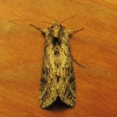 Chrysodeixis argentifera at Conder, ACT - 17 Oct 2016