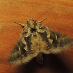 Chrysodeixis argentifera at Conder, ACT - 17 Oct 2016