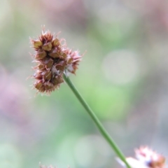 Luzula densiflora (Dense Wood-rush) at Nicholls, ACT - 29 Oct 2016 by gavinlongmuir