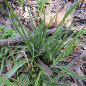 Luzula densiflora at Nicholls, ACT - 29 Oct 2016