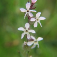 Silene gallica var. gallica (French Catchfly) at Nicholls, ACT - 29 Oct 2016 by gavinlongmuir