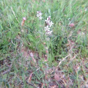 Silene gallica var. gallica at Nicholls, ACT - 29 Oct 2016