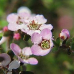 Leptospermum sp. (Tea Tree) at Nicholls, ACT - 29 Oct 2016 by gavinlongmuir