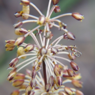 Lomandra multiflora (Many-flowered Matrush) at Percival Hill - 29 Oct 2016 by gavinlongmuir