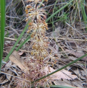 Lomandra multiflora at Nicholls, ACT - 29 Oct 2016 01:54 PM