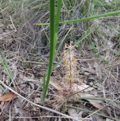 Lomandra multiflora at Nicholls, ACT - 29 Oct 2016 01:54 PM