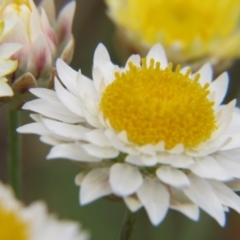 Leucochrysum albicans subsp. tricolor (Hoary Sunray) at Nicholls, ACT - 29 Oct 2016 by gavinlongmuir