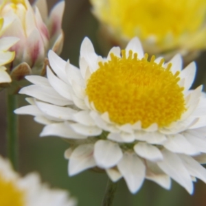 Leucochrysum albicans subsp. tricolor at Nicholls, ACT - 29 Oct 2016 01:48 PM