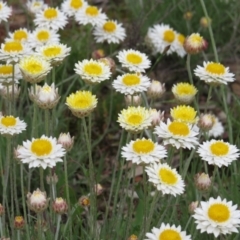 Leucochrysum albicans subsp. tricolor at Nicholls, ACT - 29 Oct 2016 01:48 PM