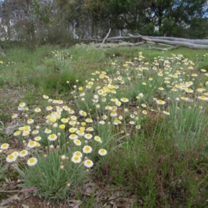 Leucochrysum albicans subsp. tricolor at Nicholls, ACT - 29 Oct 2016 01:48 PM