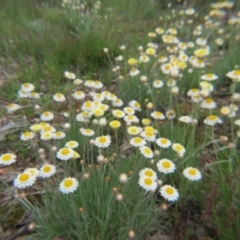 Leucochrysum albicans subsp. tricolor at Nicholls, ACT - 29 Oct 2016 01:48 PM