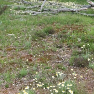 Leucochrysum albicans subsp. tricolor at Nicholls, ACT - 29 Oct 2016