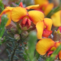 Dillwynia sericea (Egg And Bacon Peas) at Percival Hill - 29 Oct 2016 by gavinlongmuir