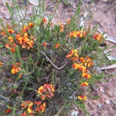 Dillwynia sericea at Nicholls, ACT - 29 Oct 2016