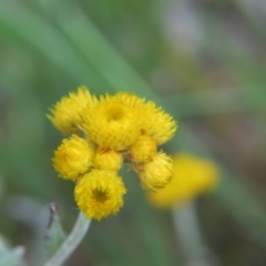 Chrysocephalum apiculatum (Common Everlasting) at Percival Hill - 29 Oct 2016 by gavinlongmuir