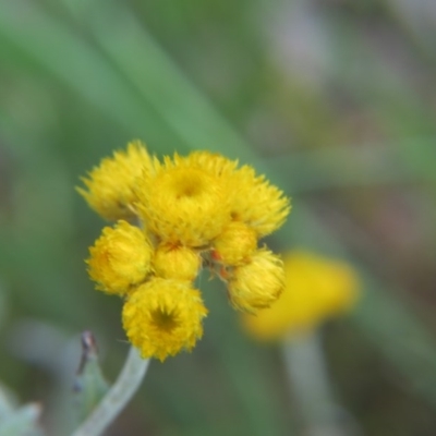 Chrysocephalum apiculatum (Common Everlasting) at Percival Hill - 29 Oct 2016 by gavinlongmuir