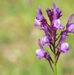 Linaria pelisseriana (Pelisser's Toadflax) at Percival Hill - 29 Oct 2016 by gavinlongmuir