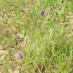 Linaria pelisseriana at Nicholls, ACT - 29 Oct 2016 01:45 PM