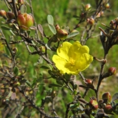 Hibbertia obtusifolia (Grey Guinea-flower) at Nicholls, ACT - 29 Oct 2016 by gavinlongmuir