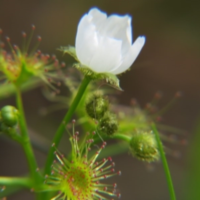 Drosera gunniana (Pale Sundew) at Percival Hill - 29 Oct 2016 by gavinlongmuir