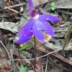 Cyanicula caerulea (Blue Fingers, Blue Fairies) at Nicholls, ACT - 19 Sep 2016 by gavinlongmuir