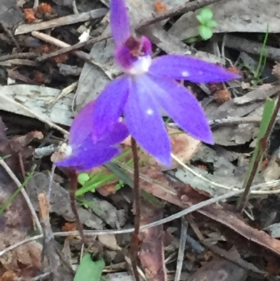 Cyanicula caerulea (Blue Fingers, Blue Fairies) at Percival Hill - 19 Sep 2016 by gavinlongmuir