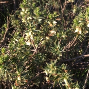 Melichrus urceolatus at Nicholls, ACT - 9 Jul 2016