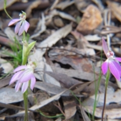 Caladenia carnea (Pink Fingers) at Nicholls, ACT - 1 Oct 2016 by gavinlongmuir