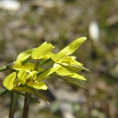 Diuris chryseopsis (Golden Moth) at Percival Hill - 1 Oct 2016 by gavinlongmuir