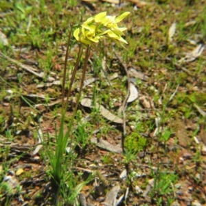 Diuris chryseopsis at Nicholls, ACT - 2 Oct 2016