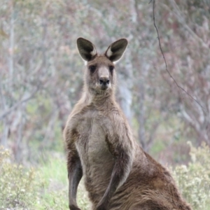 Macropus giganteus at Nicholls, ACT - 29 Oct 2016 01:49 PM