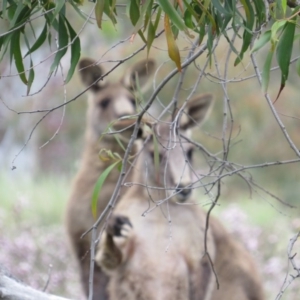 Macropus giganteus at Nicholls, ACT - 29 Oct 2016 01:49 PM