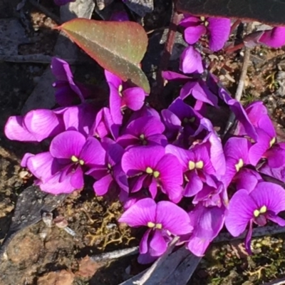 Hardenbergia violacea (False Sarsaparilla) at Nicholls, ACT - 4 Sep 2016 by gavinlongmuir