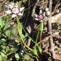 Wurmbea dioica subsp. dioica (Early Nancy) at Percival Hill - 4 Sep 2016 by gavinlongmuir