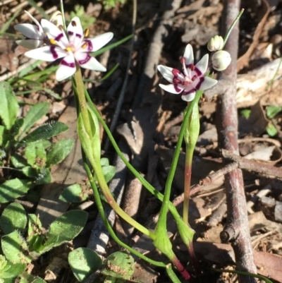 Wurmbea dioica subsp. dioica (Early Nancy) at Nicholls, ACT - 4 Sep 2016 by gavinlongmuir