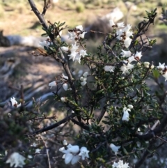 Cryptandra amara at Nicholls, ACT - 4 Sep 2016