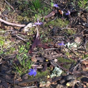 Cyanicula caerulea at Nicholls, ACT - 4 Sep 2016