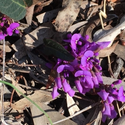 Hardenbergia violacea (False Sarsaparilla) at Nicholls, ACT - 4 Sep 2016 by gavinlongmuir