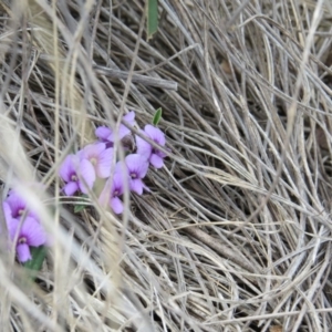 Hovea heterophylla at Nicholls, ACT - 28 Aug 2016