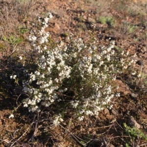 Cryptandra amara at Nicholls, ACT - 14 Aug 2016