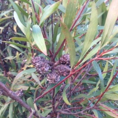 Hakea salicifolia (Willow-leaved Hakea) at Percival Hill - 11 Jun 2016 by gavinlongmuir