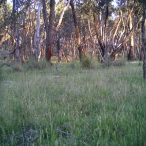 Macropus giganteus at Gungahlin, ACT - 12 Nov 2016