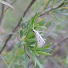 Asmicridea edwardsii (Shannon Moth) at Pine Island to Point Hut - 12 Nov 2016 by michaelb