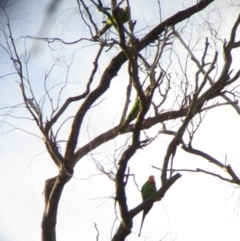 Polytelis swainsonii (Superb Parrot) at Hawker, ACT - 12 Nov 2016 by NathanaelC