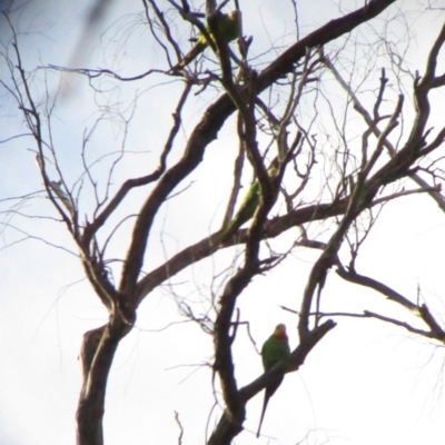 Polytelis swainsonii (Superb Parrot) at Hawker, ACT - 12 Nov 2016 by NathanaelC