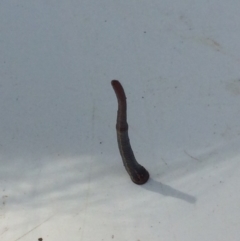 Hirudinea sp. (Class) (Unidentified Leech) at Barragga Bay, NSW - 10 Nov 2016 by Bournda2